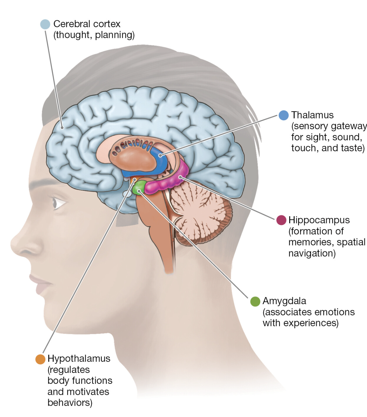 Cross-section of the brain showing subcortical structures including hippocampus, amygdala, thalamus and hypothalamus