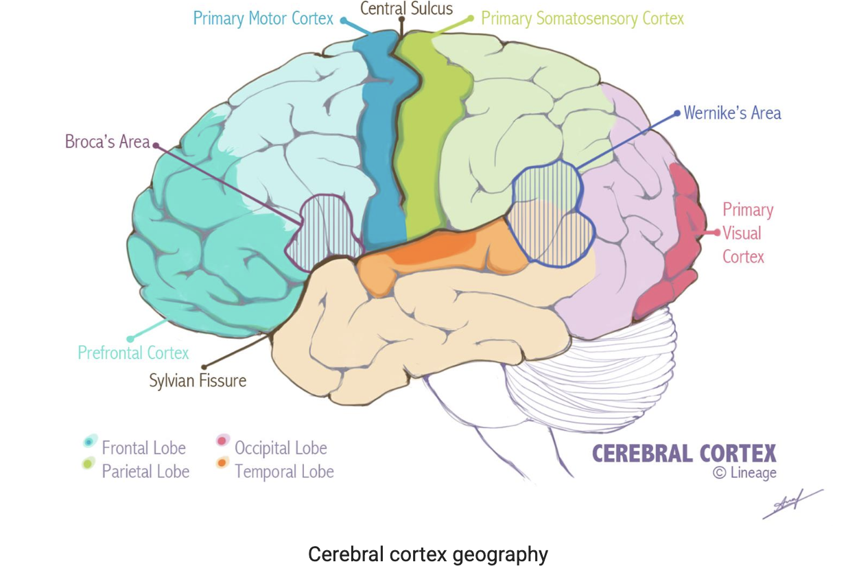 Cerebral cortex geography showing the four lobes and key functional areas
