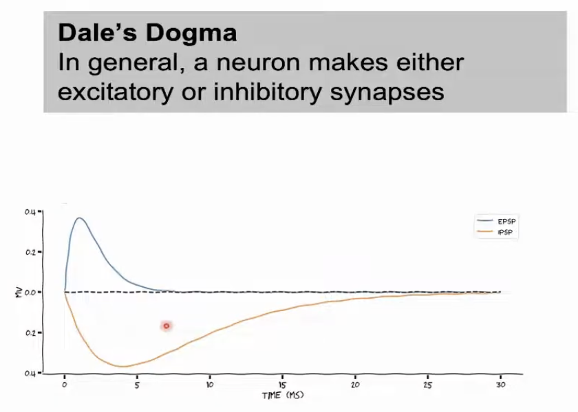 Diagram illustrating Dale's Dogma — excitatory and inhibitory neuron types
