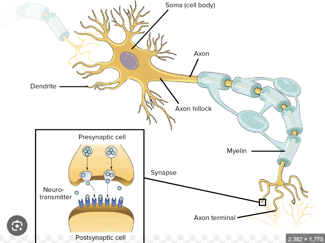 Labeled diagram of a neuron showing the dendrite, soma (cell body), axon hillock, axon, myelin, and axon terminal, plus a zoom-in of a chemical synapse with presynaptic cell, neurotransmitter, and postsynaptic cell