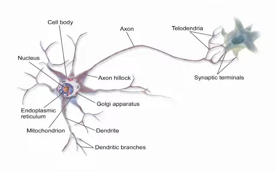 Diagram of a neuron showing dendrites, cell body (soma), and axon