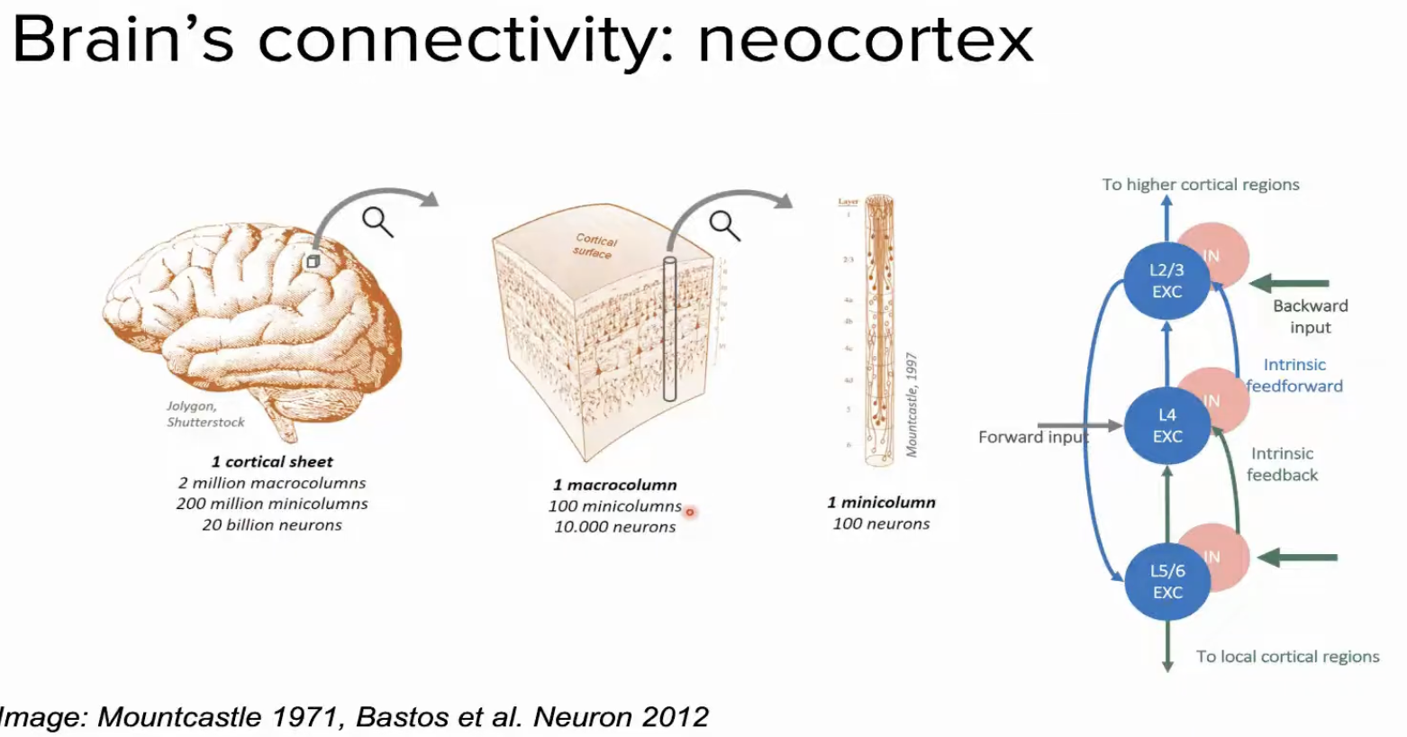 Diagram showing cortical sheet, macrocolumns, minicolumns, and the canonical L4→L2/3→L5/6 circuit