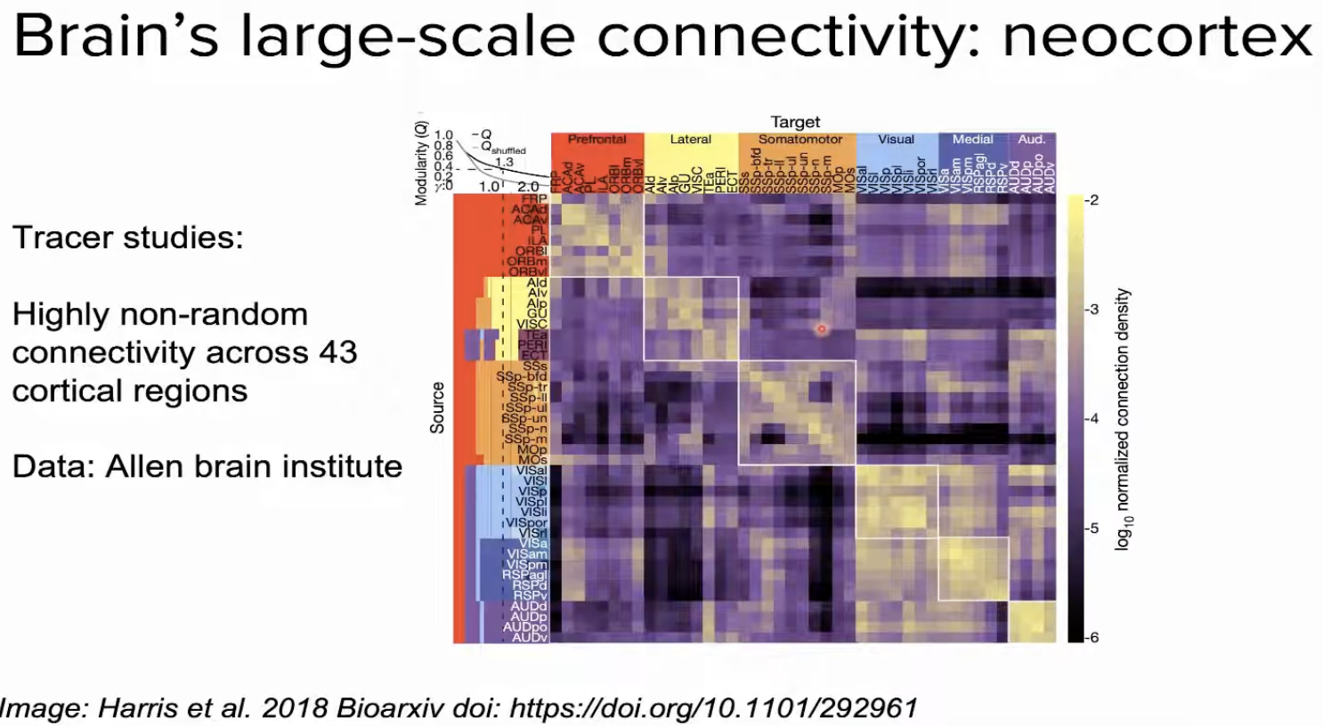 Heatmap of normalised connection density across 43 cortical regions (Allen Brain Institute data), with a stats table showing 86B neurons, 10T synapses, 10K synapses per neuron, 100K miles of axon, 220 mph conduction speed