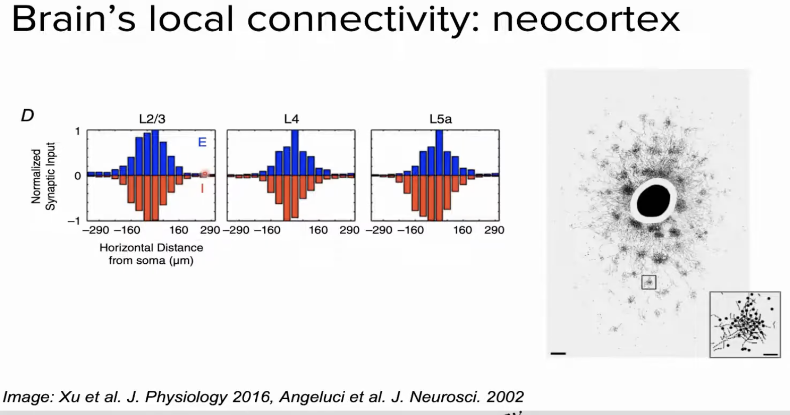 Graphs showing distance-dependent synaptic input in cortical layers L2/3, L4 and L5a, plus a tracer injection image showing patchy long-range connections