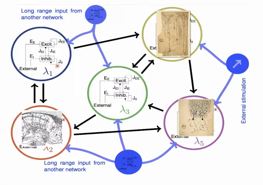 Diagram showing multiple local networks connected by long-range pathways — the brain as a network of networks